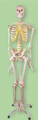 The model of the human skeleton