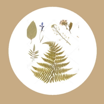 Комплект гербариев разных групп растений  (9 гербариев)
