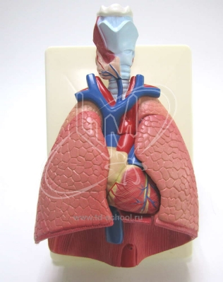 Модель &amp;quot;Система органов дыхания&amp;quot;