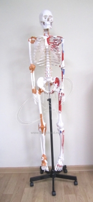 Скелет человека модель