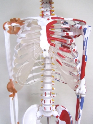 Скелет человека 