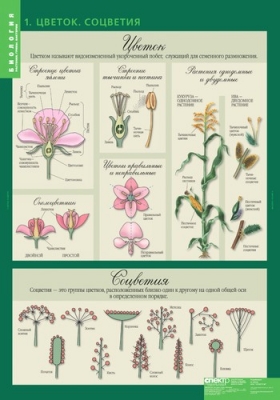 Биология 6 класс. Растения, грибы, лишайники (14 табл.)